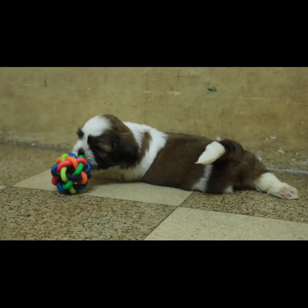 puppies_image