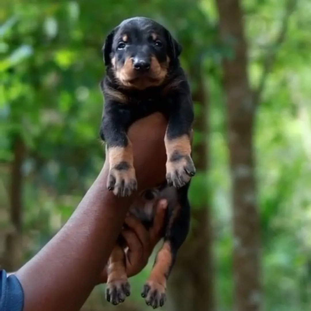 puppie_image