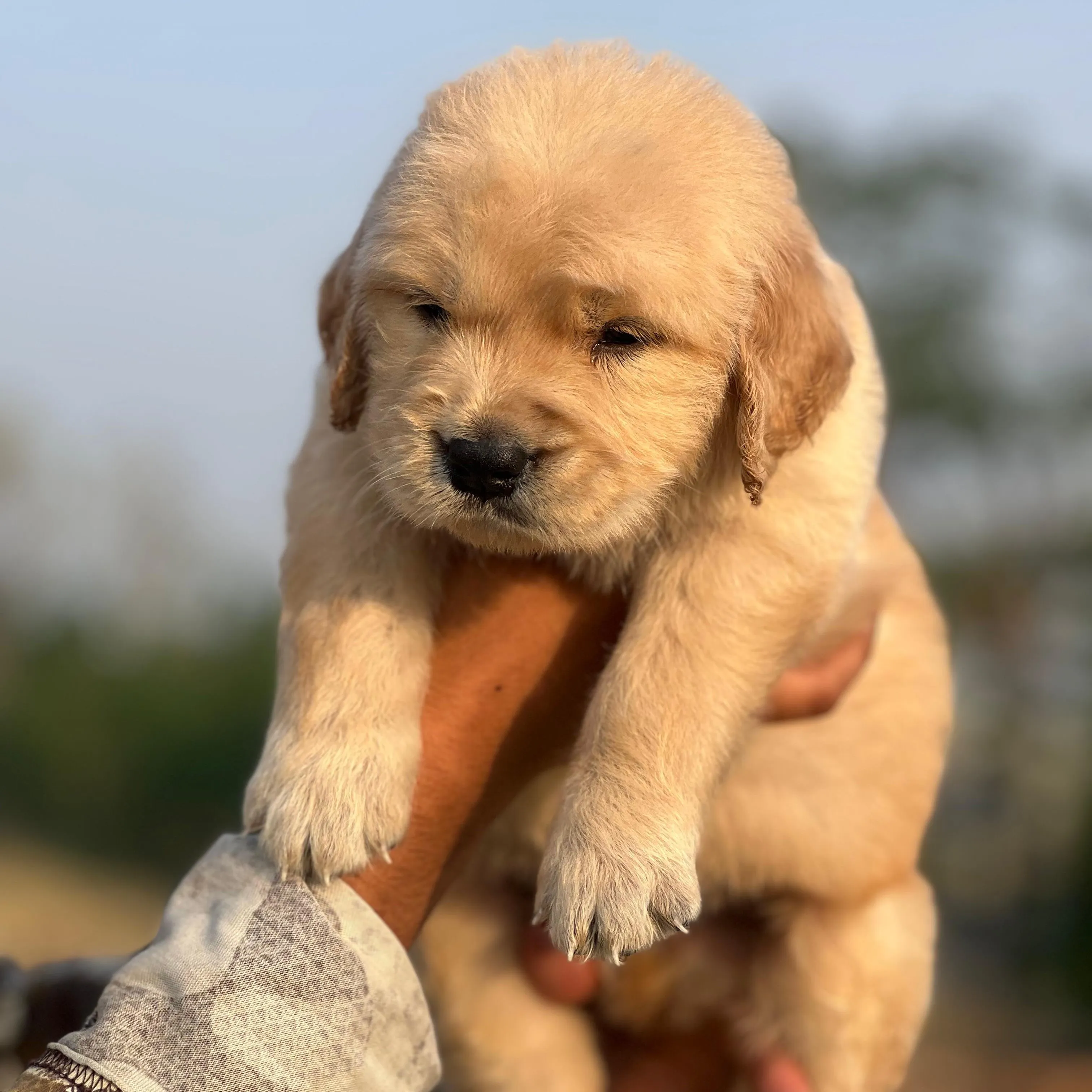 puppie_image