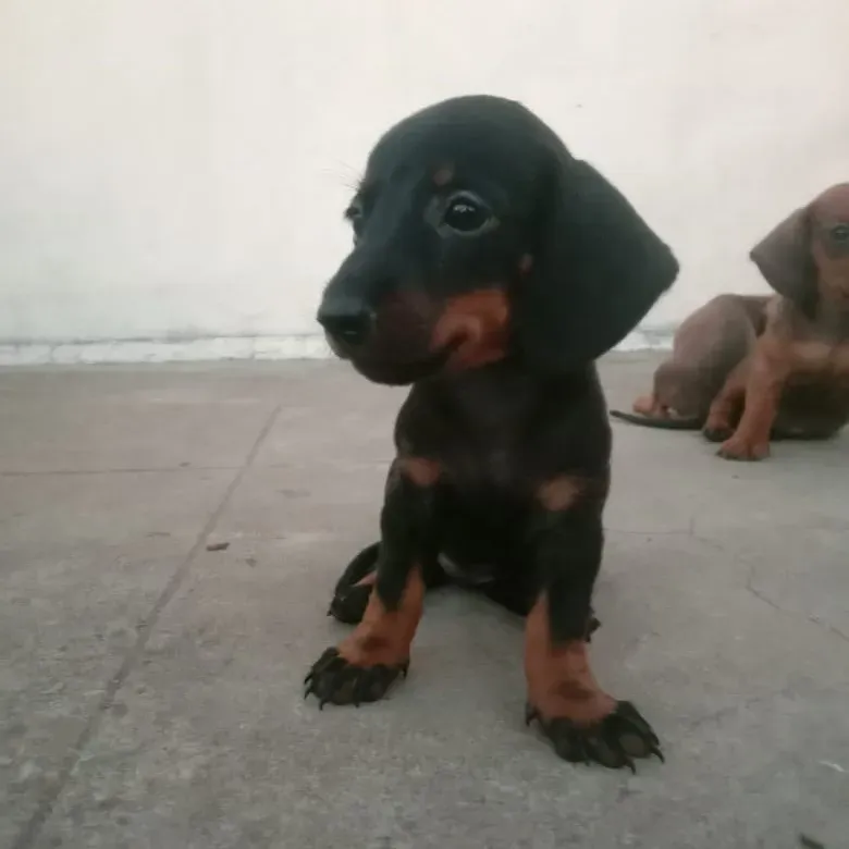 puppies_image