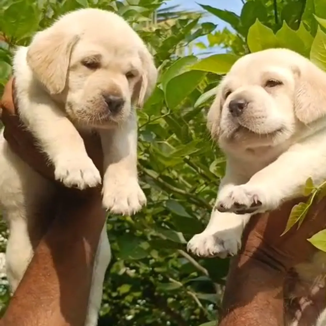 puppies_image