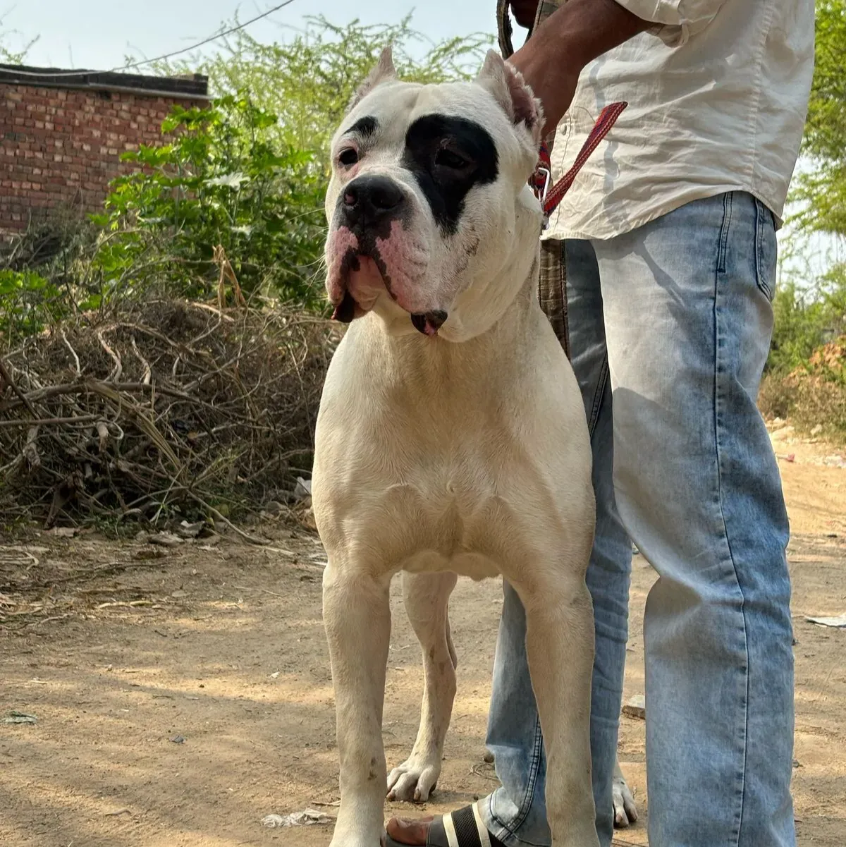 puppie_image