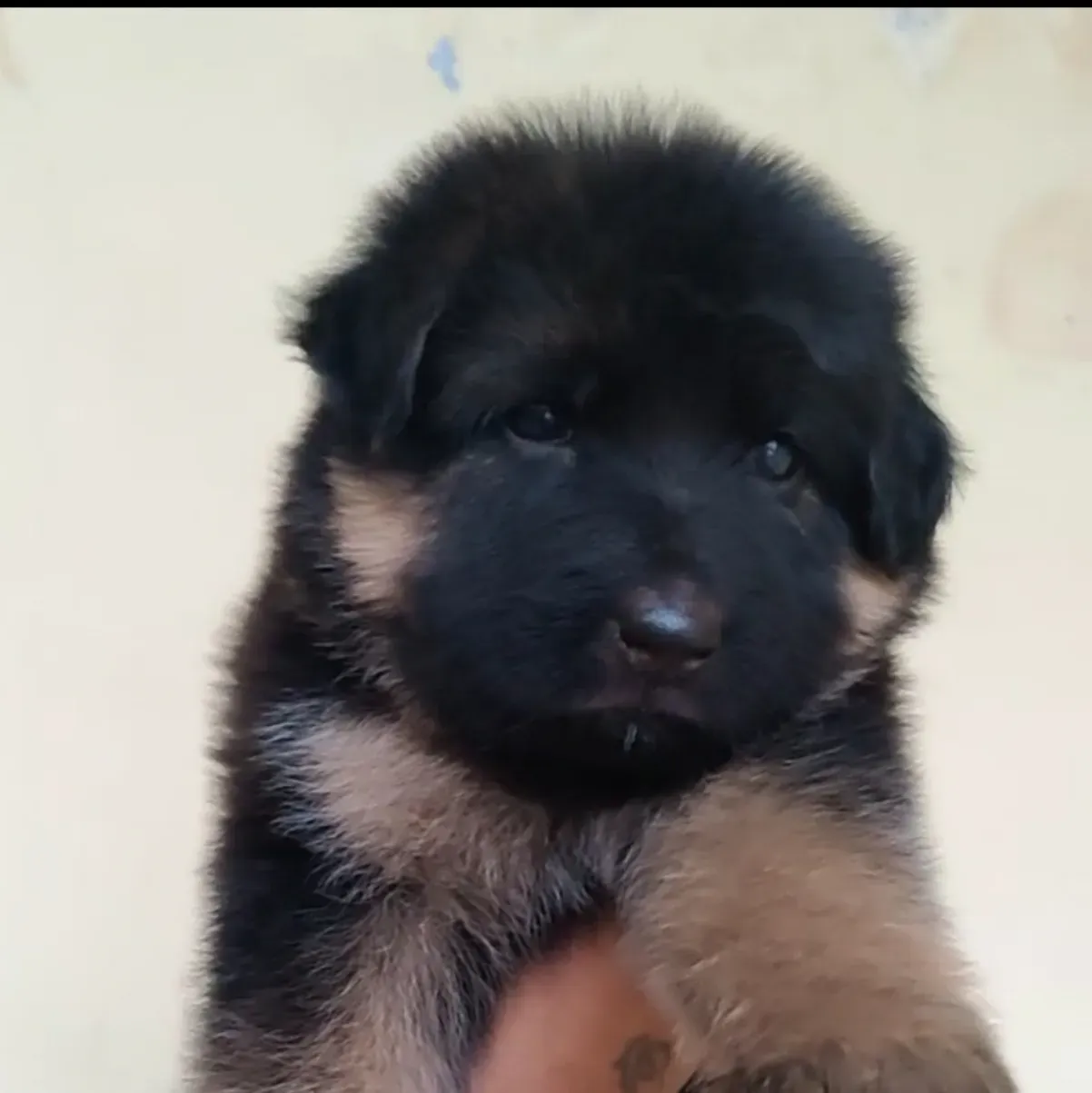 puppies_image