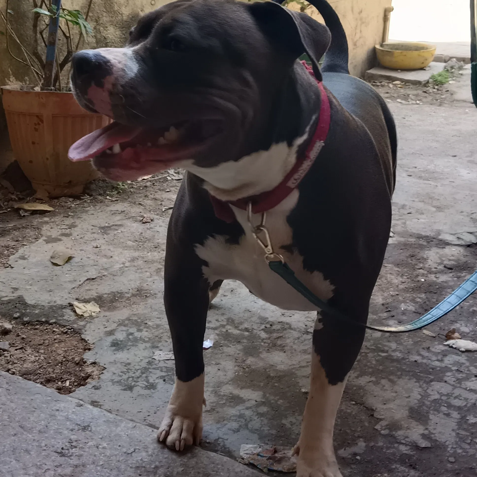 puppie_image