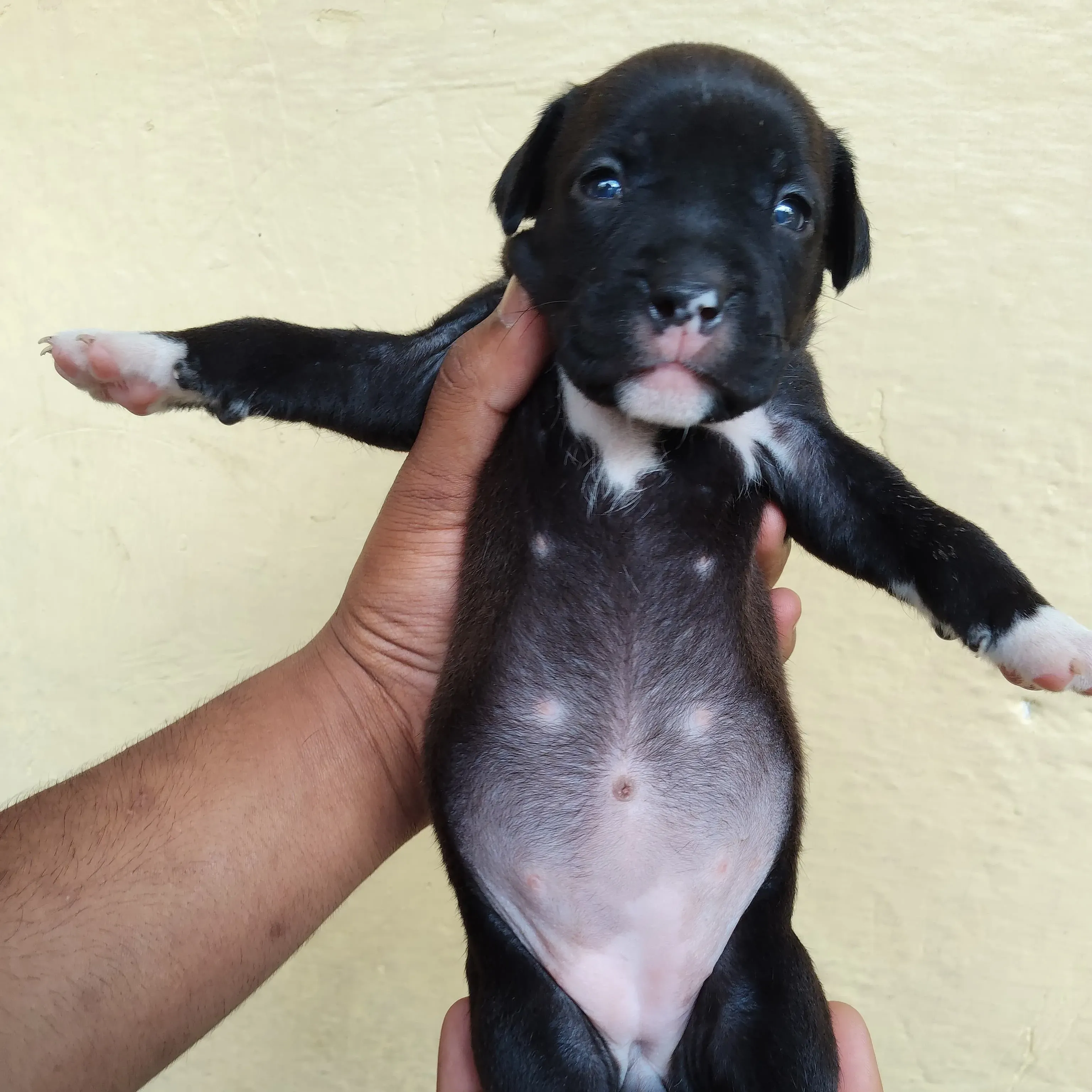 puppies_image