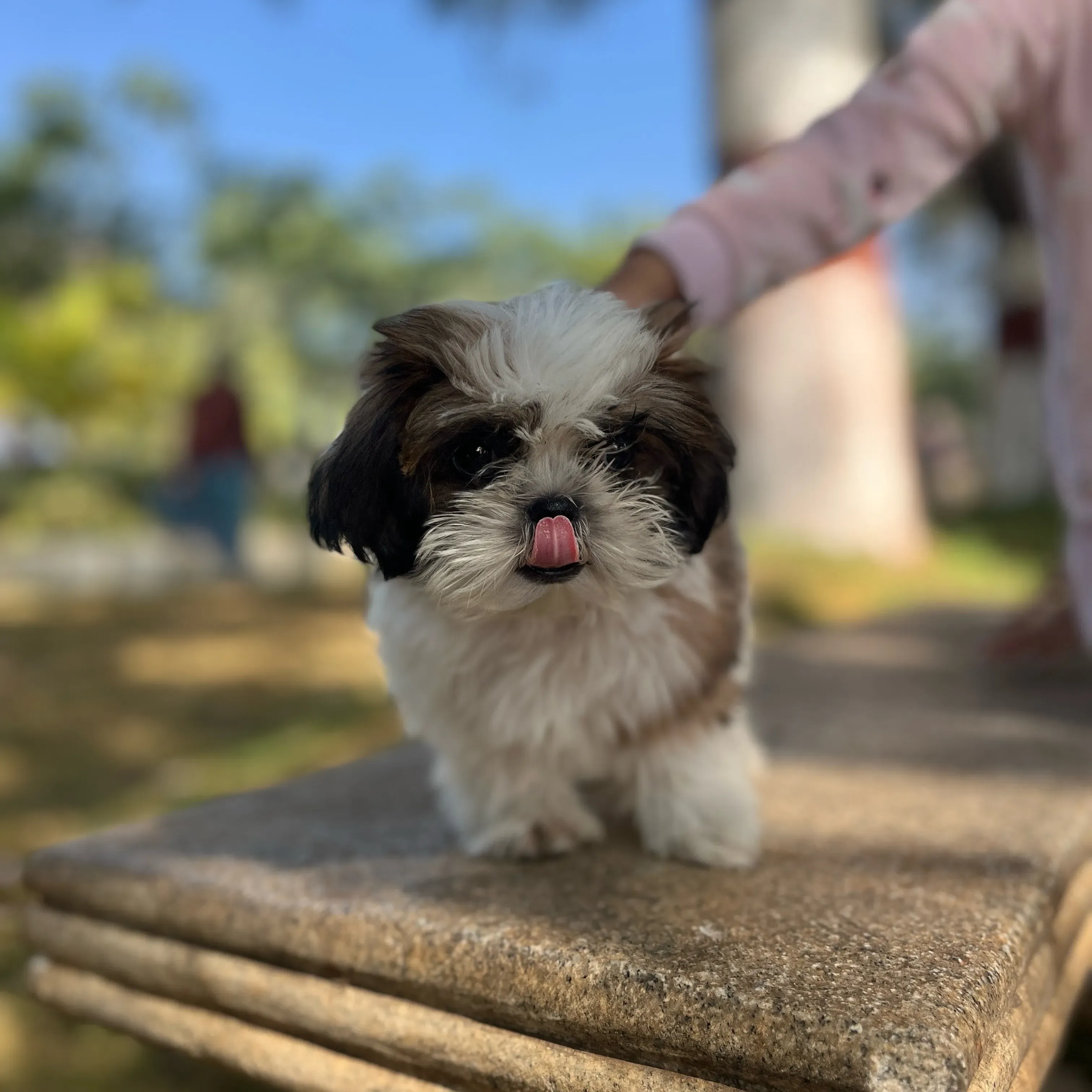 puppies_image