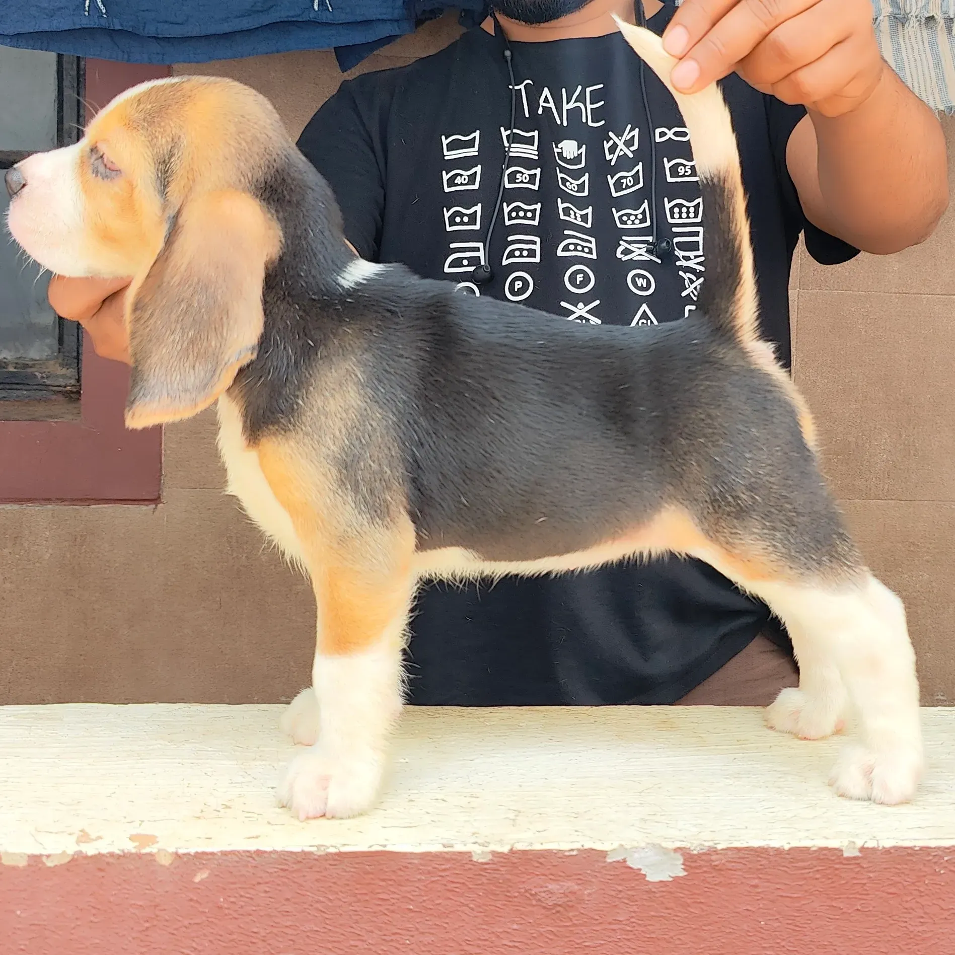 puppies_image